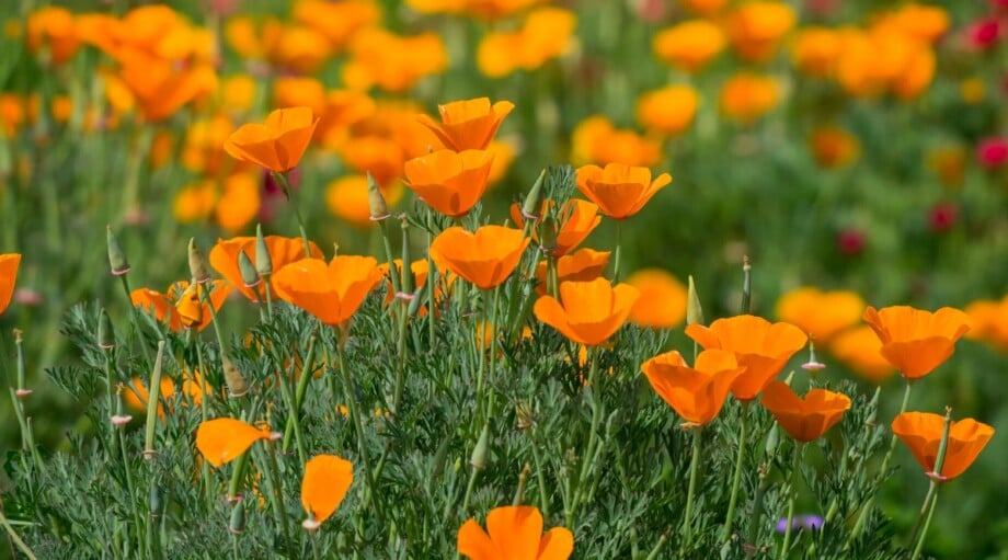 How to Plant, Grow and Care For California Poppies