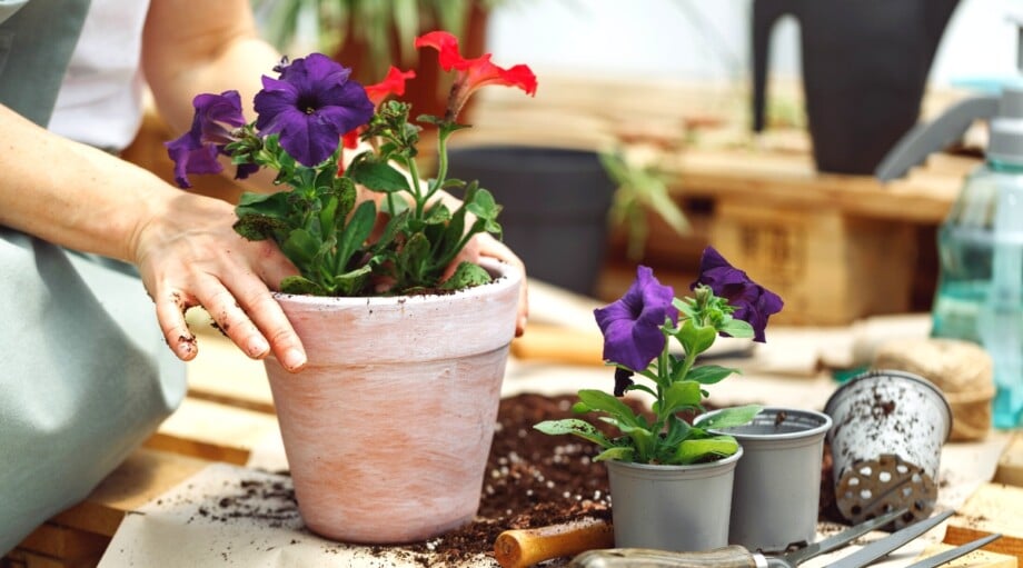 Picture of 15 Ways to Protect Your Plants From Extreme Heat