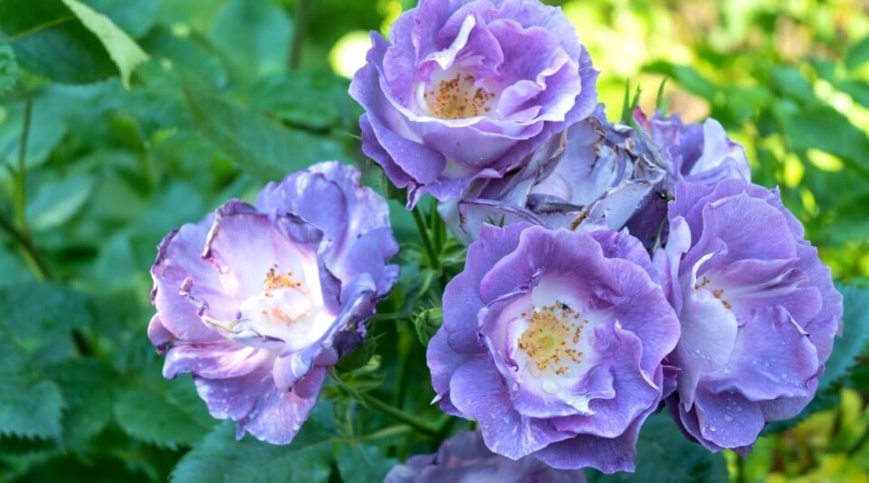 21 Pollinator Friendly Roses to Grow This Season