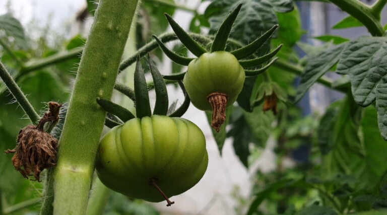 How to Plant, Grow, and Care for Beefsteak Tomatoes