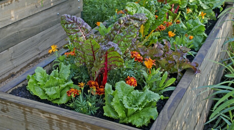 15 Companion Plants to Grow with Chard