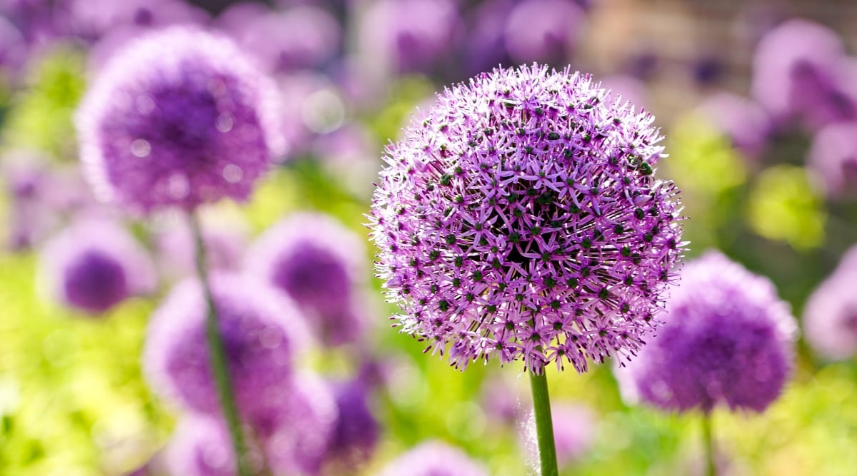 Close-up of a blooming Allium in a sunny garden, against a blurry background. Allium is a plant known for its distinctive globe-shaped flowers held atop tall stems. Its strap-like leaves emerge from the base of the plant, and the flower heads are composed of many tiny individual florets. The flowers are small, star-shaped, purple.