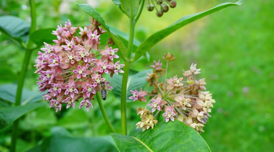 21 Species of Native Milkweed for Attracting Butterflies