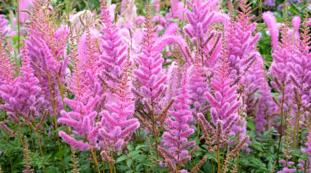 Close-up of flowering Astilbes in the garden. The plant has compound leaves with numerous leaflets that are finely dissected, giving them a delicate and airy appearance. Flowers grow on tall erect stems. The flowers are organized in plume clusters known as panicles. Panicle color is pink.