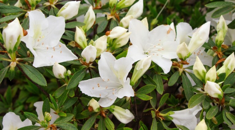 Where Should You Plant Azaleas For Optimal Growth?
