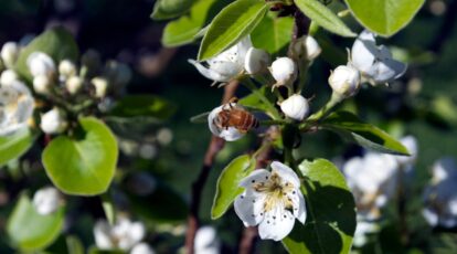 Plant Shaking: What is it, and Does it Actually Work?
