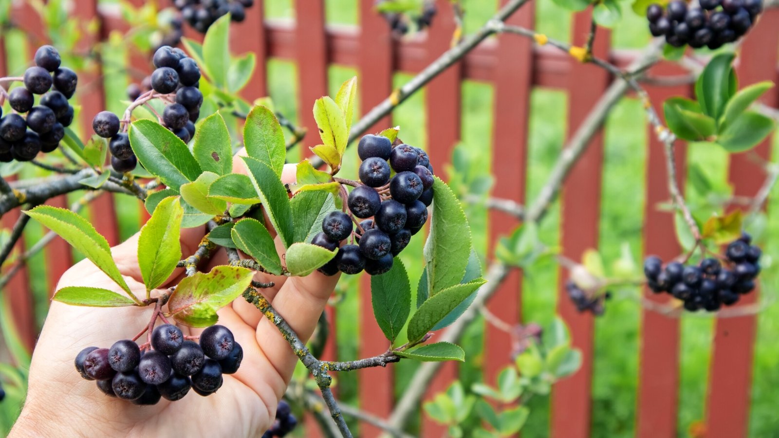 How to Plant, Grow, and Care for Chokeberry