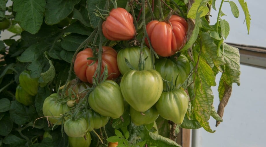 How to Plant, Grow, and Care for Beefsteak Tomatoes