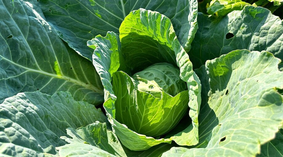17 Vegetables to Plant Right Now for a Fall Harvest
