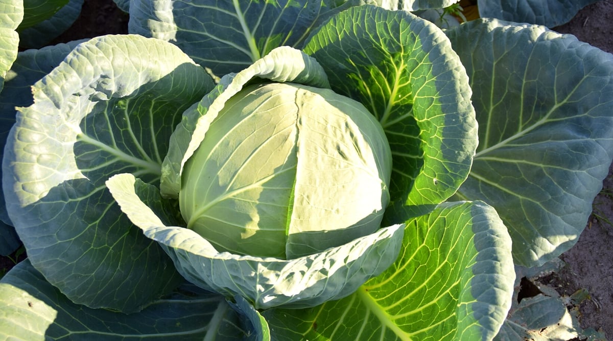 Close-up of a growing cabbage in a sunny garden. Cabbage is a leafy vegetable plant with a densely packed head formed by overlapping leaves. The leaves are broad, green, and surround the head in layers. The leaves are glossy, waxy in texture and veined with white.