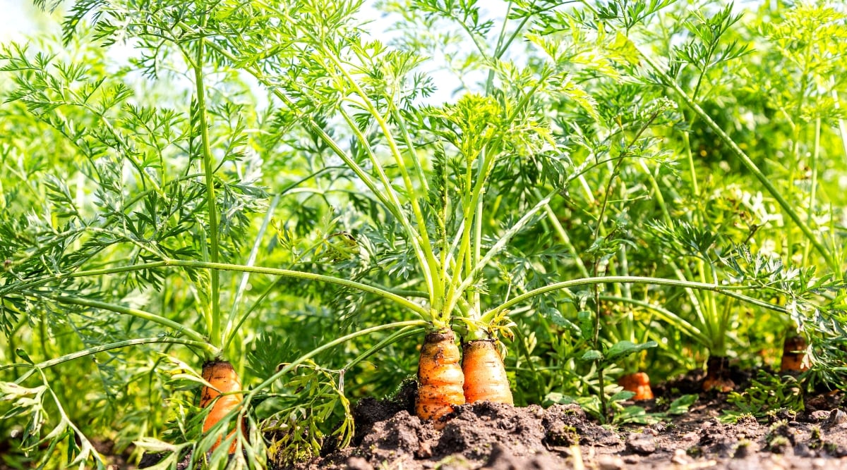 Close-up of a growing carrot in a sunny garden. Carrots are root vegetables with thin, elongated edible roots and feathery green leaves. The roots are bright orange in color, elongated in shape. The leaves are fern-like and grow in clusters from the top of the root.