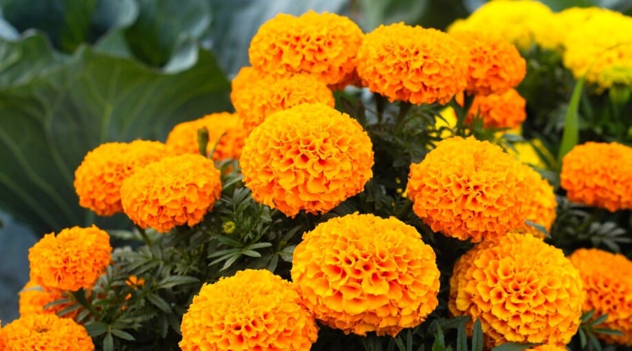 What Are The Best MosquitoRepellent Plants for the Garden?