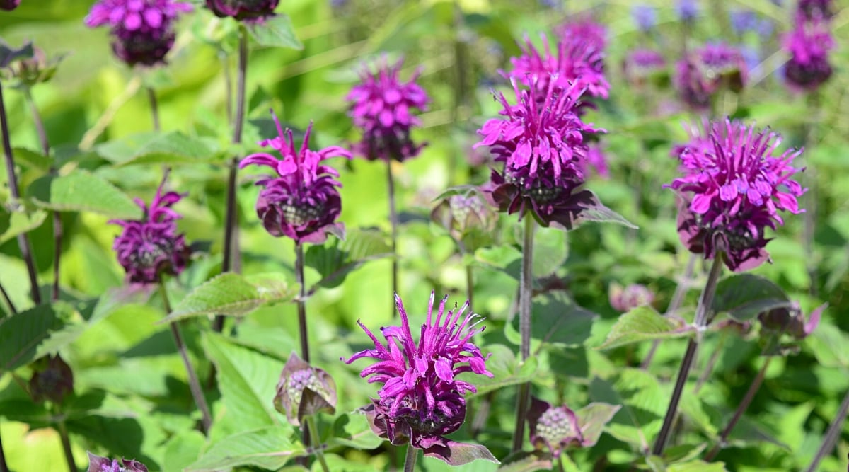 Purple bergamot flowers in full bloom, showcasing their graceful appearance. The tall purple stems rise proudly, adding a touch of elegance to the floral display. Abundant green leaves surround the bergamot flowers, providing a lush backdrop.