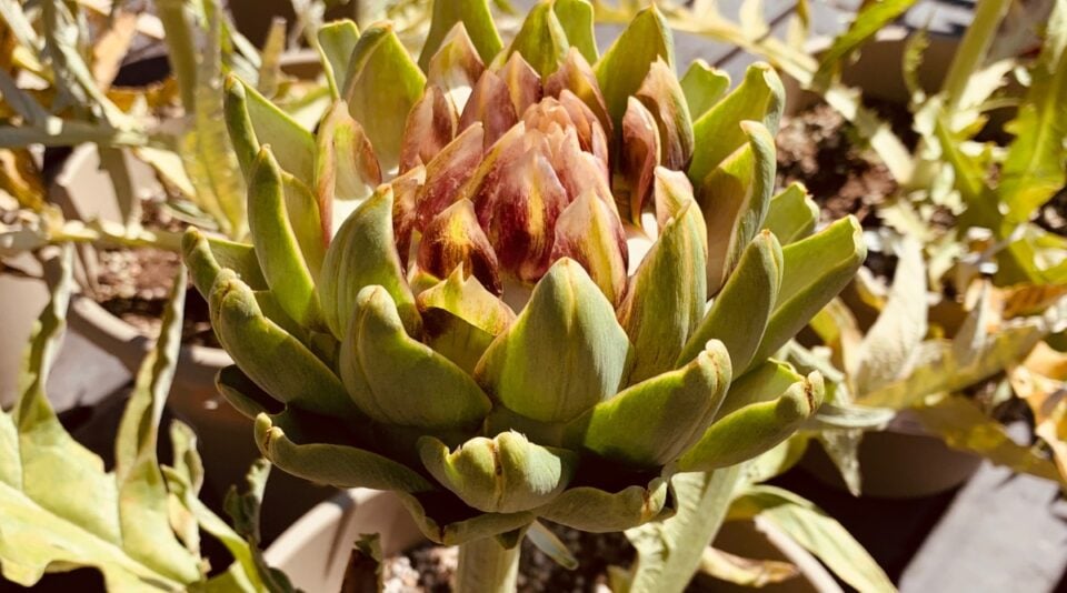 15 Companion Plants to Grow with Artichokes