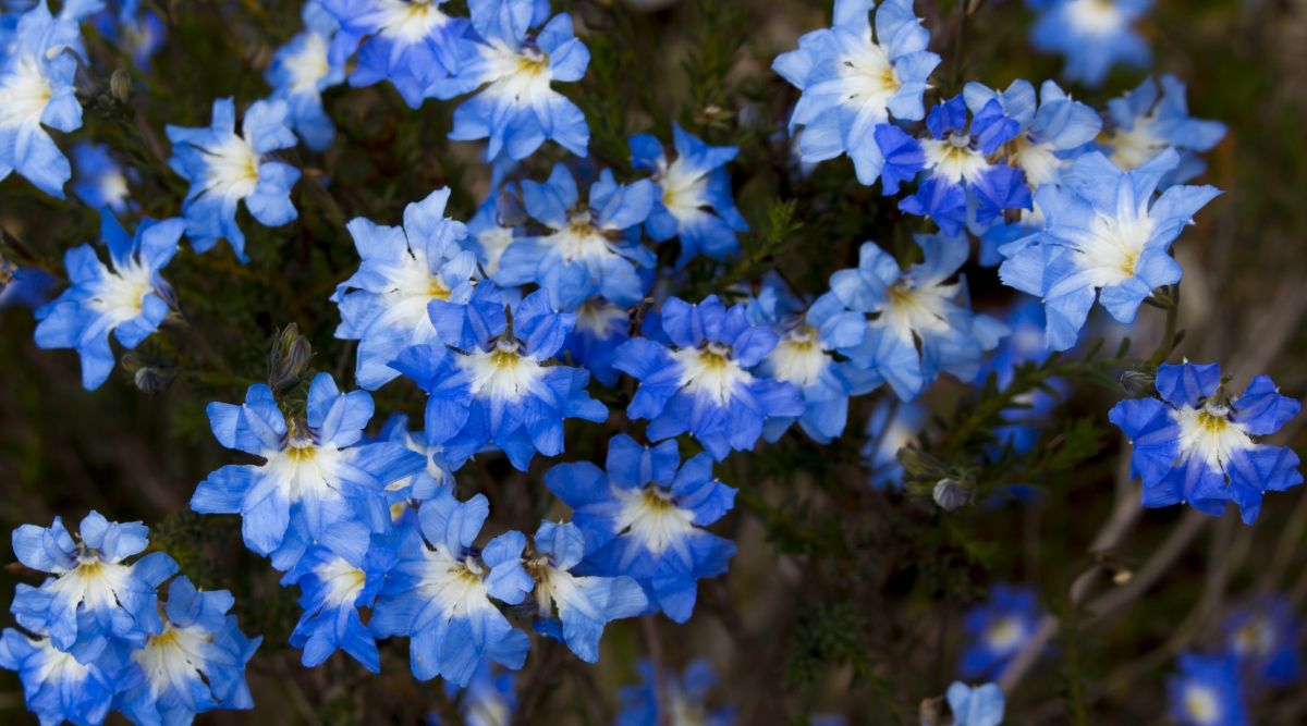 A beautiful cluster of ‘White Flash’ Lechenaultia flowers, gracefully arranged along their slender stems. The delicate petals, varying from pristine white to a soft, enchanting blue, encircle vibrant yellow centers, adding a pop of color to the scene.