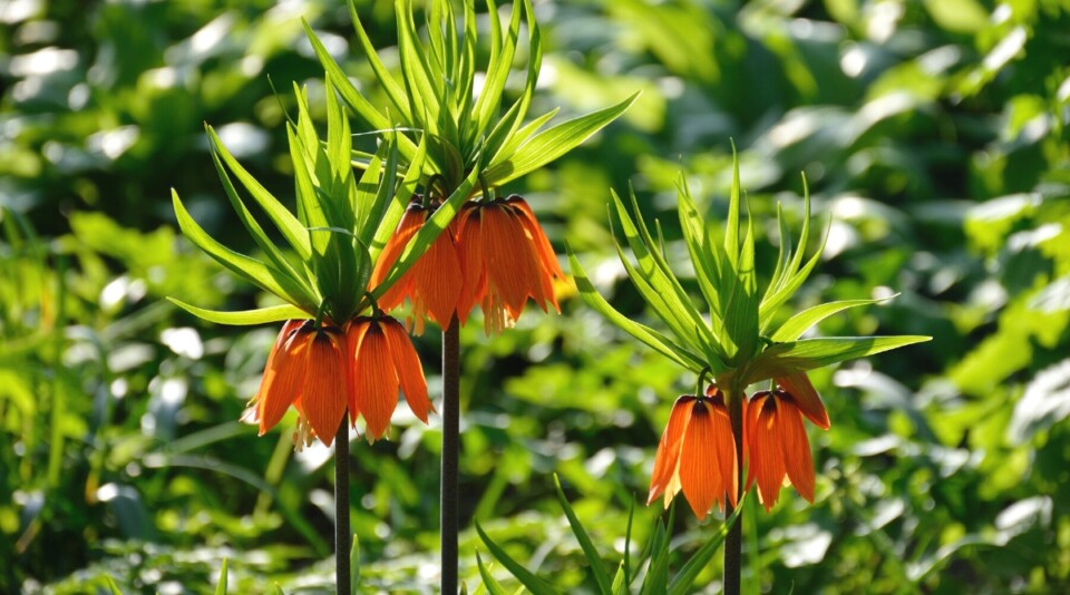 17 Naturalizing Fall Bulbs for Easy Perennial Color