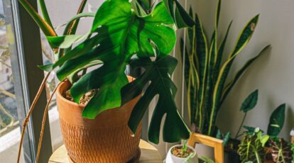 Plant Shaking: What is it, and Does it Actually Work?