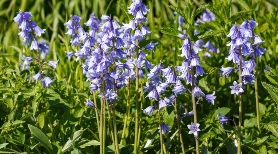 17 Naturalizing Fall Bulbs for Easy Perennial Color