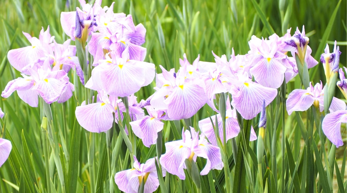 Field of tall flower stalks with flowers that have flat, wide petals with very little frill, standards are small and slightly more ruffled in the center.