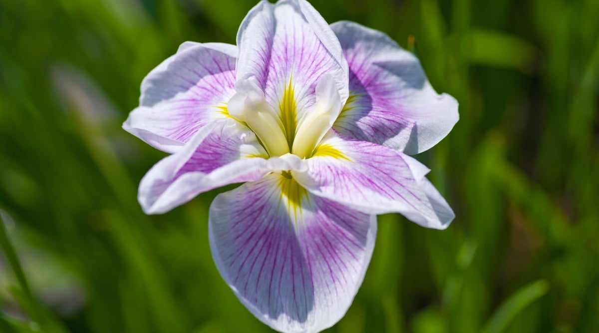 Close up a white and light pink flower. Its six petals overlapping each other that has a yellow center that fades out to light pink and white.