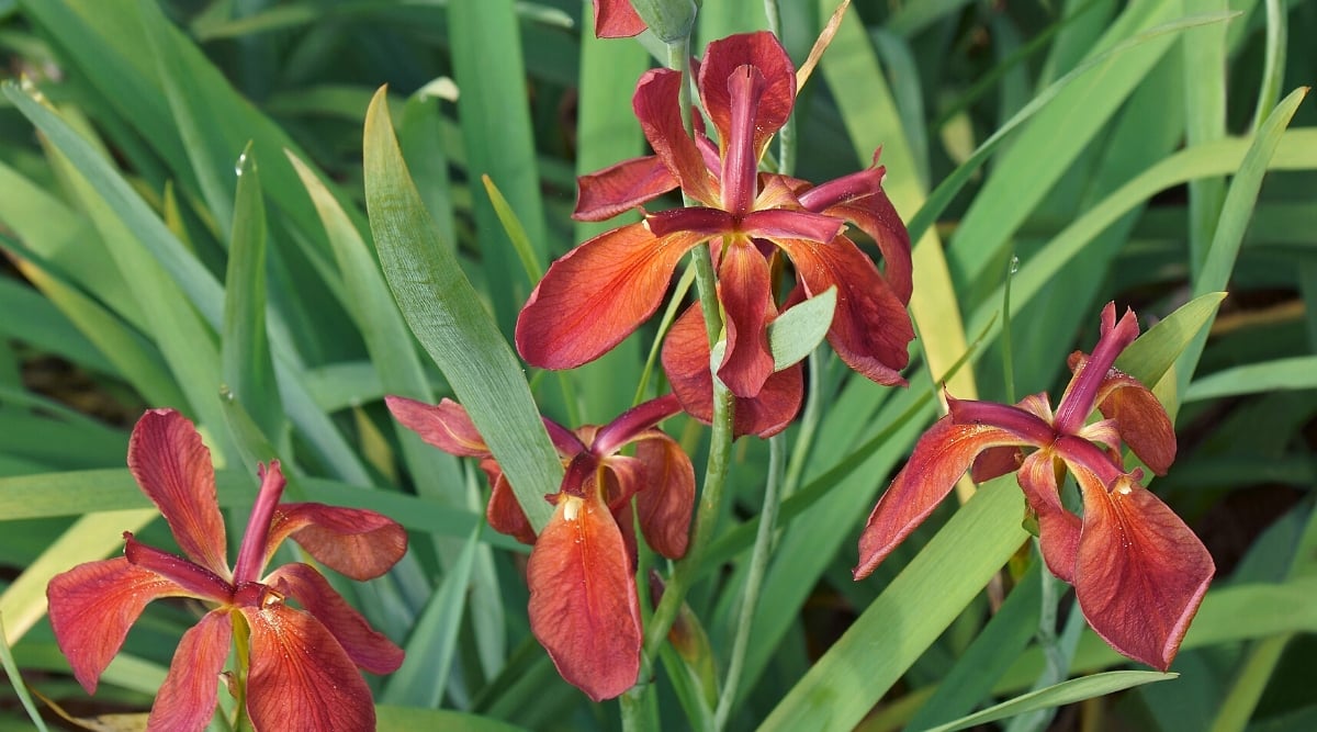 Close-up of blooming Iris fulva &lsquo;Copper Iris&rsquo; in a garden, against dark green foliage. The plant produces upright, linear, sword-shaped leaves and beautiful flowers. The flowers are copper red with hints of orange and slightly brown. The petals have a velvety texture and a slightly ruffled appearance.