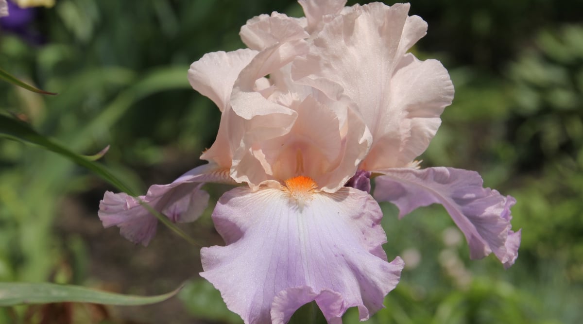 Close up of a flower with shades of peachy pink and lavender that bleed together on broad petals with scalloped edges, with apricot colored beards peaking out from their centers.