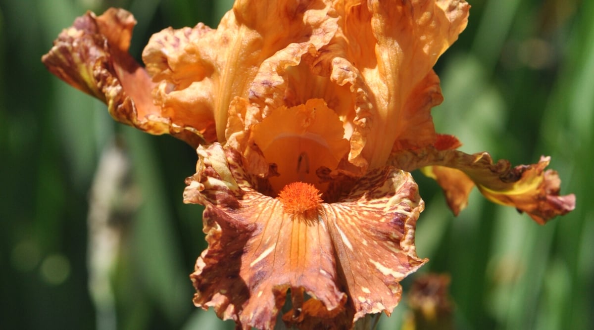 Close-up of a blooming Iris germanica &lsquo;Cheetah Cheese&rsquo; against a blurred green background. The flower is large, effective: includes shades of apricot, burgundy and golden yellow. The petals are heavily corrugated, with tightly closed upper petals and bright orange beards.