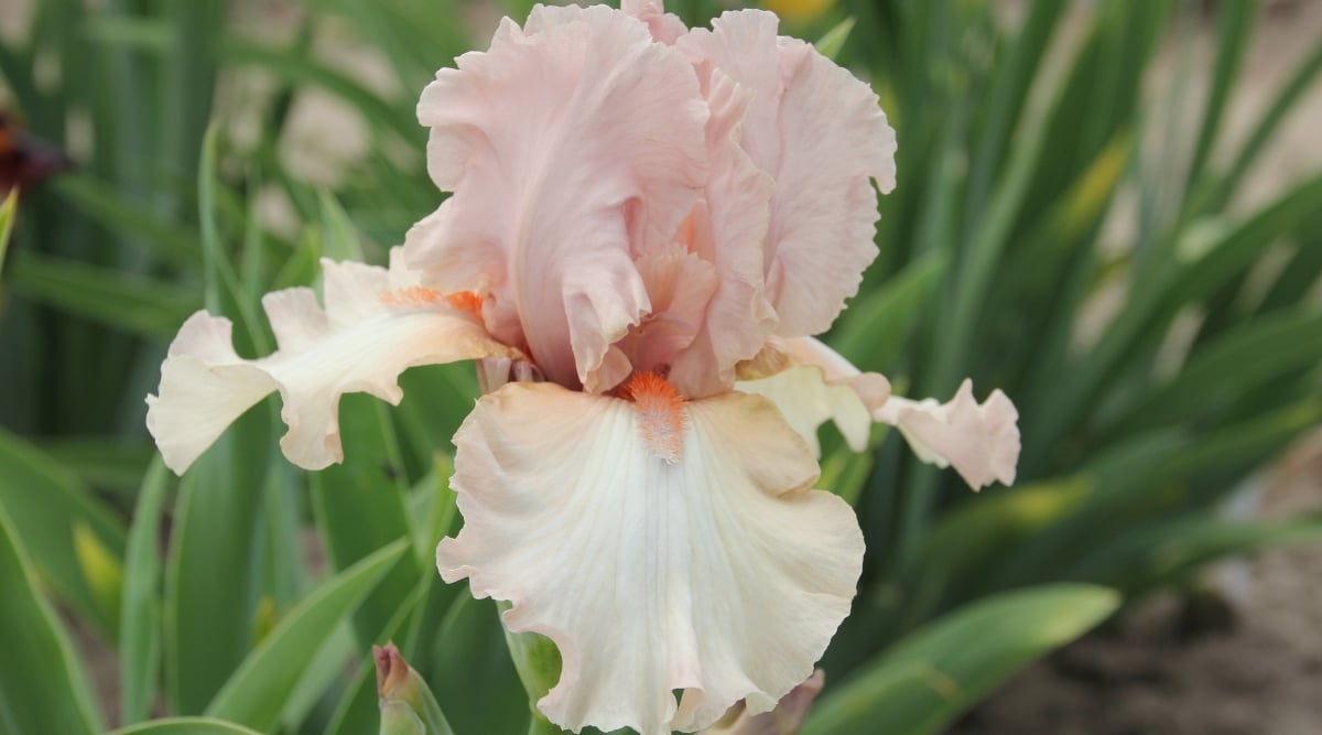 Close up of a salmon pink flower with petals that have loosely scalloped edges and central beards that are a deep shade of apricot.
