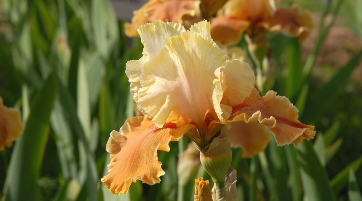 Close-up of a blooming Iris germanica &lsquo;English Charm&rsquo; in a sunny garden. The flower is large, showy, with fringed, wrinkled upper petals of a creamy golden color, but peppery at the base. The lower petals are apricot with cream and fringed edges.