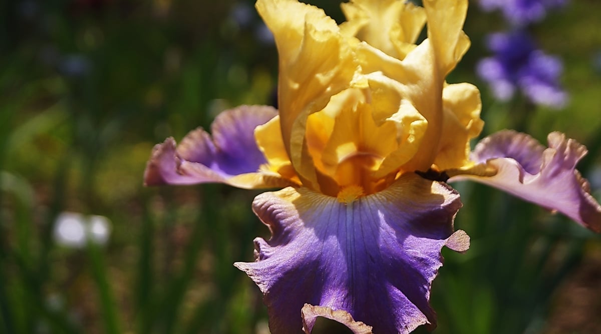 Close-up of a blooming Iris germanica &lsquo;Grand Canyon Sunset&rsquo; in a garden, against a blurred background. The standards (upright petals) are a soft peach or apricot color with ruffled edges, while the falls (drooping petals) are various shades of pink, purple and rust, creating a beautiful gradient effect reminiscent of the colors of a Grand Canyon sunset.