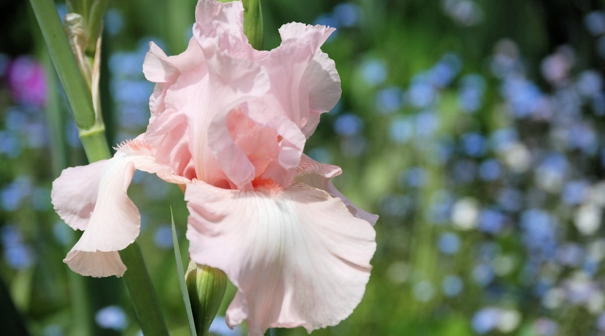 Close up of a light pink flower with ruffled petals and a pink stamen in the center.