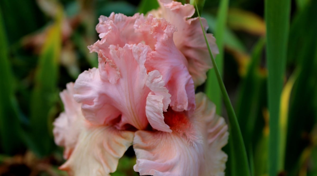 Close up of a beautiful seashell-pink flower with elegant ruffling petals that have subtle streaks of cream in them.