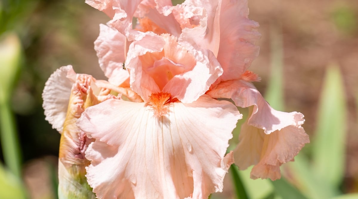 Close-up of Iris germanica &lsquo;Lotus Land&rsquo; in a sunny garden. The flower is large, spectacular, with ruffled petals of delicate shades from peach to pink. Petals have thin peach veins and bright orange beards.
