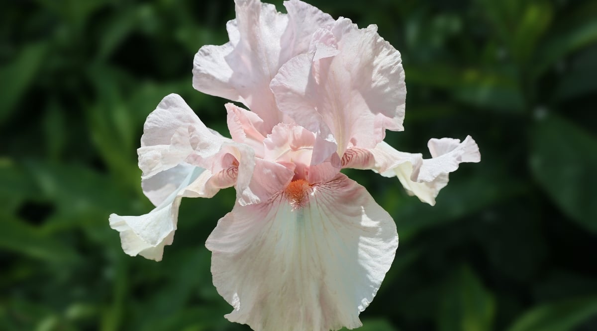 Close up of a light pink flower with ruffled edges and a light orange stamen in the center.