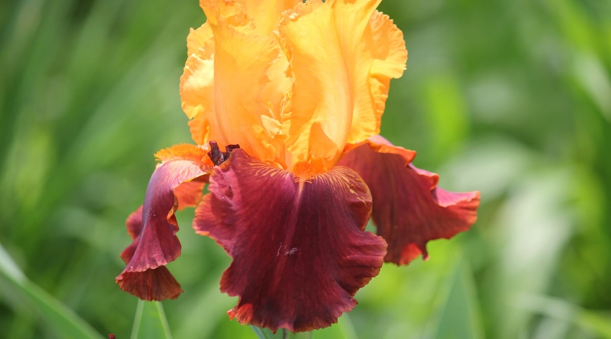 Close-up of a blooming Iris germanica ‘Lovely Seniorita’ against a blurred green background. The flower is bright, showy, composed of bright tangerine standard petals and warm red-orange falls. The petals have ruffled edges.