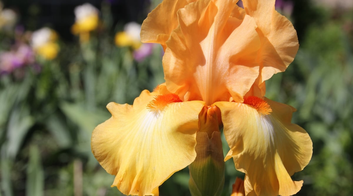 Close-up of a blooming Iris germanica &lsquo;Maid of Orange&rsquo; against a blurred background of a blooming garden. The flowers are large and have a beautiful shade of bright orange, reminiscent of the color of ripe orange fruit. The &lsquo;Maid of Orange&rsquo; Bearded Iris has three upright petals known as &lsquo;standards&rsquo; which are a lighter shade of orange and three drooping petals called &lsquo;falls&rsquo; which are yellowish orange. The beards are a rich orange color.