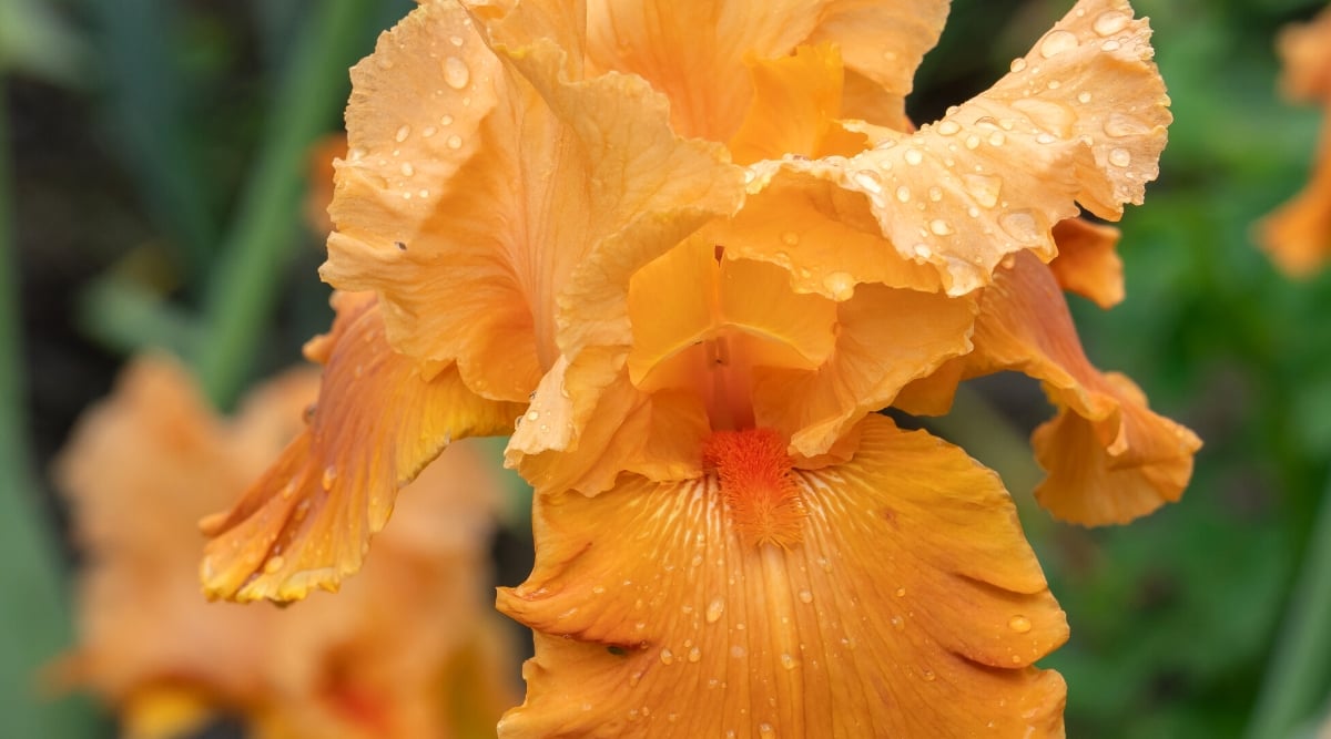 Close-up of an Iris germanica &lsquo;Orange Splash&rsquo; flower with water drops in a garden, against a blurred green background. The flower is large, showy, complex, composed of three upright petals known as &ldquo;standards&rdquo; and three drooping petals called &ldquo;falls.&rdquo; Petals are bright orange with a hint of tangerine.