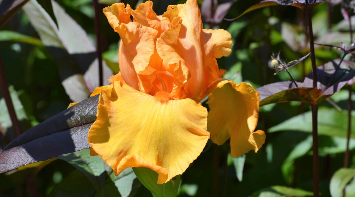 Close-up of an Iris germanica &lsquo;Penny Lane&rsquo; flower in a sunny garden. The flower is large, fan-shaped with falls that are slightly golden and standards that are rich orange with thick matching beards. The petals have wavy edges.