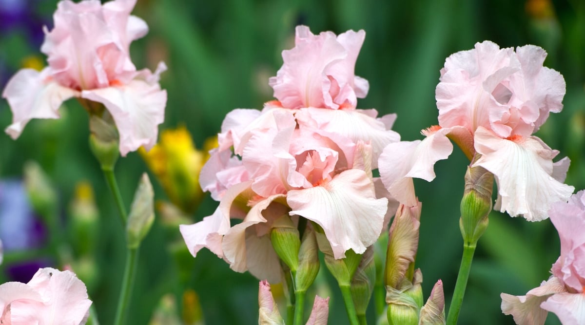 Close up of several light pink flowers that have ruffled petals half pointed up and half folding down.
