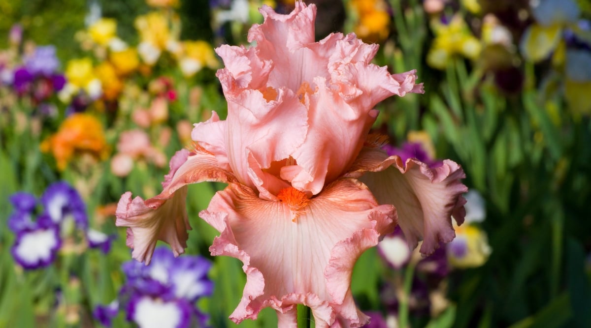 Close up of a orangish-pink flower with crimped edges on the petals and prominent shrimp-colored beards.