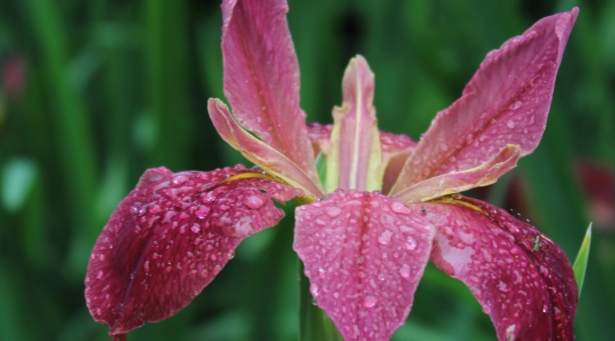 Close up of a mauve flower that has spade-shaped petals with drops of water on them.