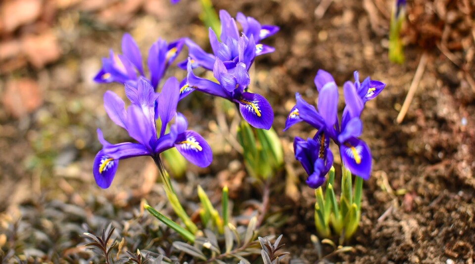 17 Naturalizing Fall Bulbs for Easy Perennial Color