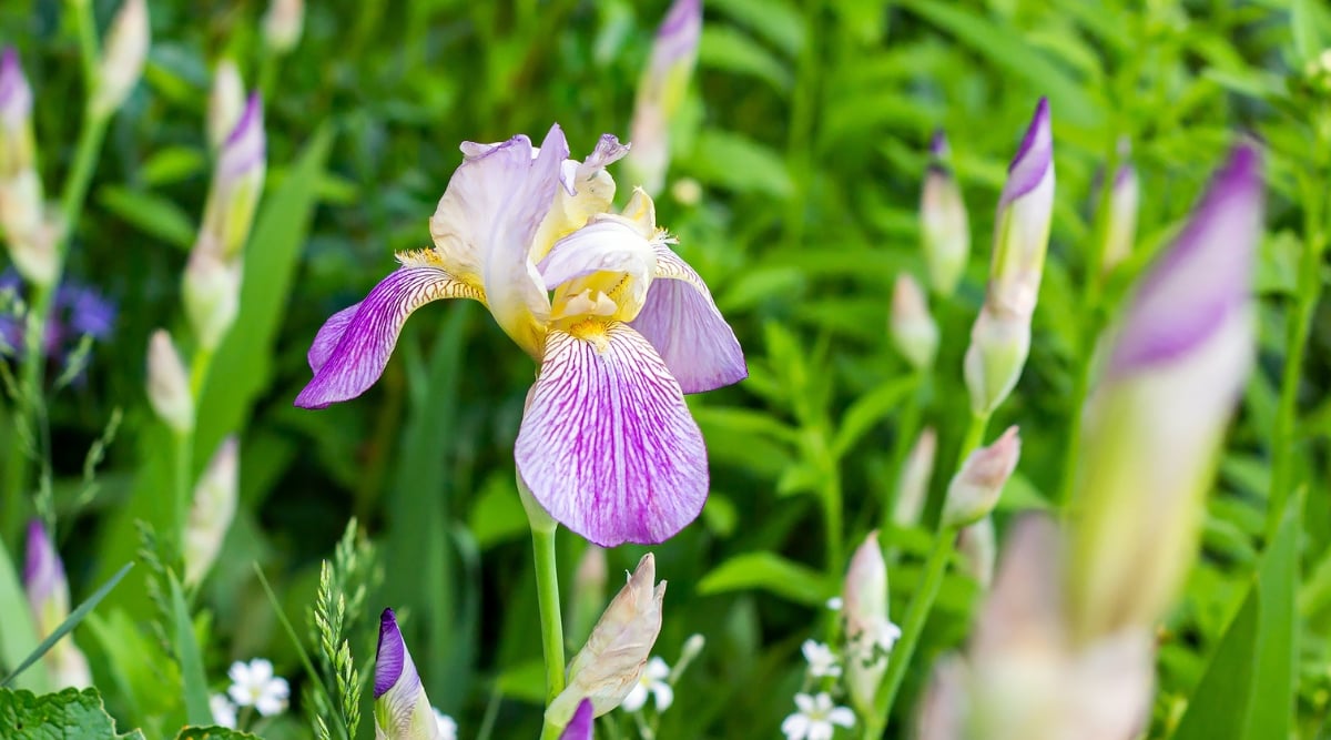 Flowers with light pink petals pointed up and stiff oval petals pointed down. Falls have deep yellow throats with some burgundy veining.