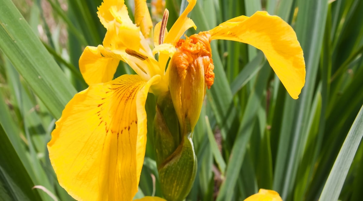 Close-up of Iris spuria &lsquo;Sahara Sands&rsquo; in bloom among dark green foliage. The leaves are vertical, xiphoid, smooth, with pointed tips. The flower is medium in size, has delicate, slightly ruffled petals along the edges, a bright yellow-orange hue.