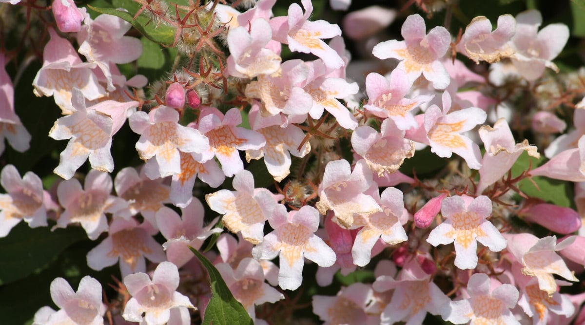 Close-up of a flowering bush Kolkwitzia amabilis &lsquo;Maradco&rsquo; in the garden. It is a charming deciduous shrub that impresses with its graceful shape, colorful foliage and lovely flowers. The shrub produces an abundance of charming pinkish-lavender flowers that adorn the branches in clusters. The flowers are tubular in shape, with five petals and orange veins in the center.