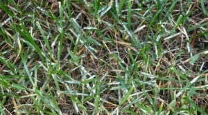 Turf Causing Rashes 9 Common Turfgrass Diseases and How to Manage Them