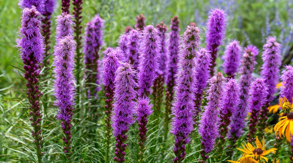 Close-up of blooming Liatris in the garden. These plants are known for their distinctive and colorful flower spikes. Liatris leaves are linear or lanceolate, growing in basal rosettes and along the stem. The flowers are arranged in tall, thin purple spikes. The individual flowers are tubular with radiant petals, giving a feathery appearance at the top of the peduncle.