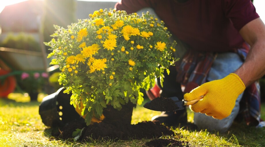 When is the Best Time to Plant Fall Mums?