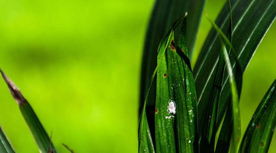 How to Plant, Grow, and Care for Areca Palms