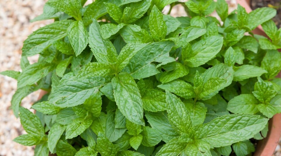 13 Easy Herbs to Grow in Containers